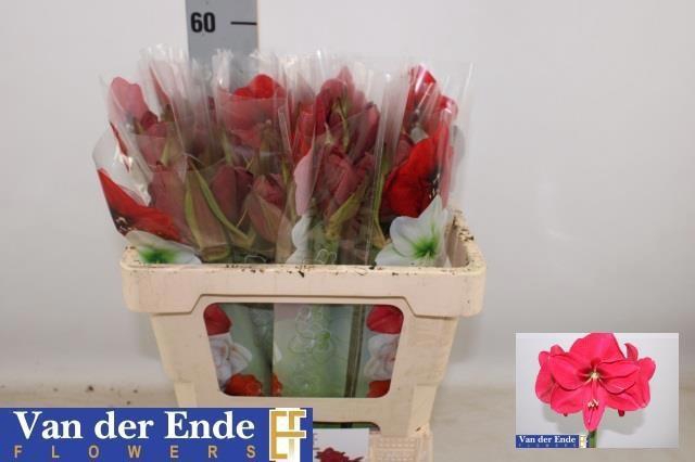 <h4>HIPP GA ISABELLA</h4>