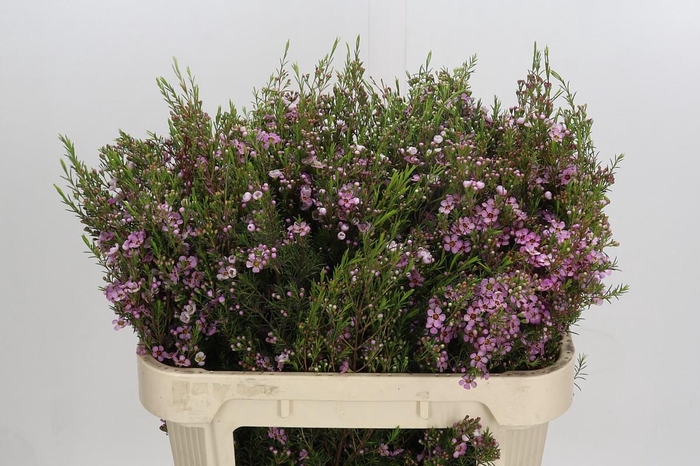 <h4>Chamelaucium Kerryn</h4>