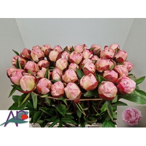 PAEO L GARDENIA