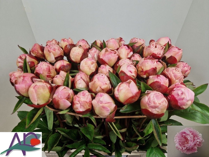 <h4>PAEO L GARDENIA</h4>