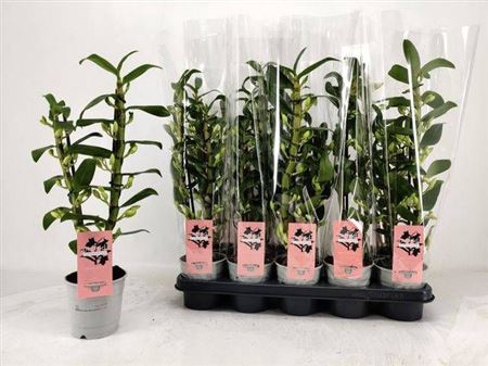 <h4>Dendr N Sc Apollon 2 Branches</h4>
