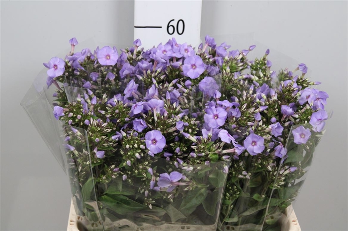 <h4>Phlox P Blue Boy</h4>