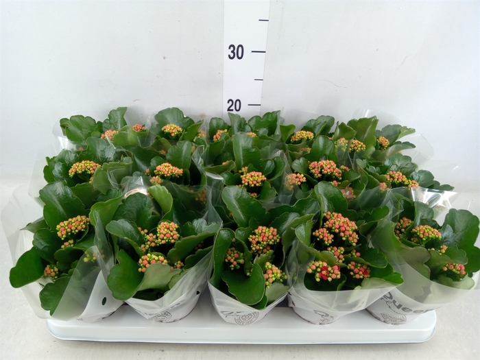 <h4>Kalanchoe blos. 'Cima Red'</h4>