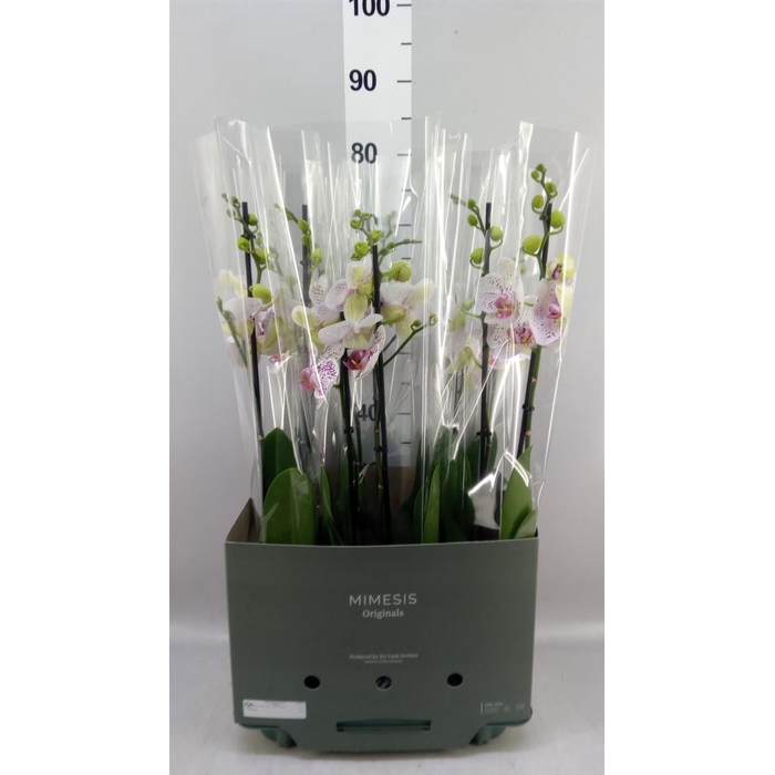 <h4>Phalaenopsis  'Bohemian Goya'</h4>