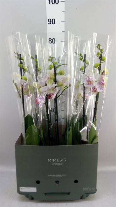 Phalaenopsis  'Bohemian Goya'
