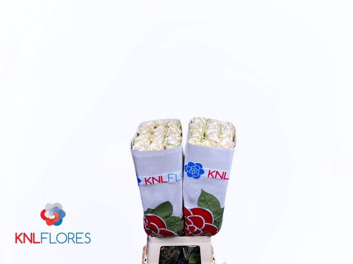 <h4>R GR VENDELA</h4>