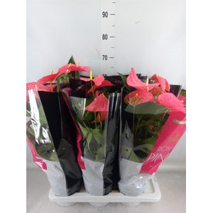 Anthurium andr. 'Maine'