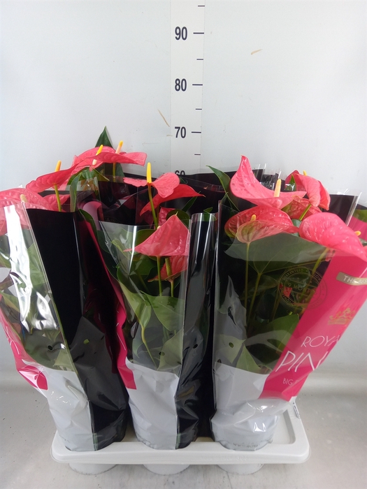 <h4>Anthurium andr. 'Maine'</h4>