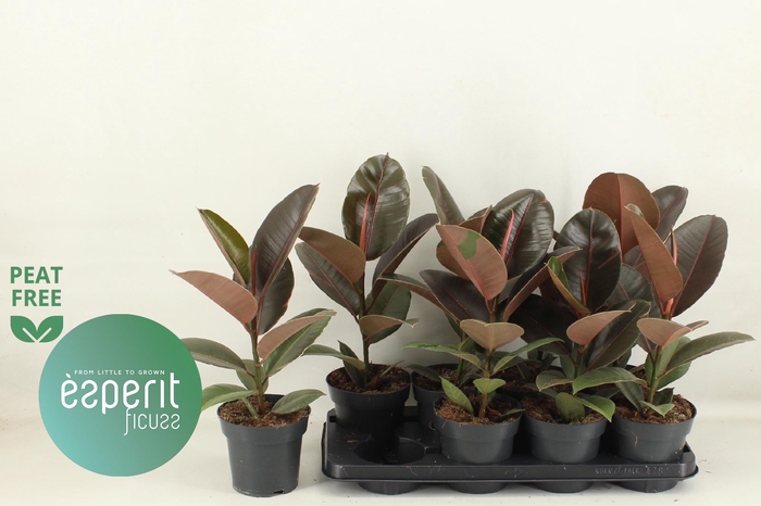 <h4>FIC EL PINK CAMOUFL</h4>