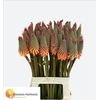 Kniphofia Alcazar