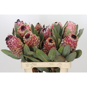 Protea Barbigera Air