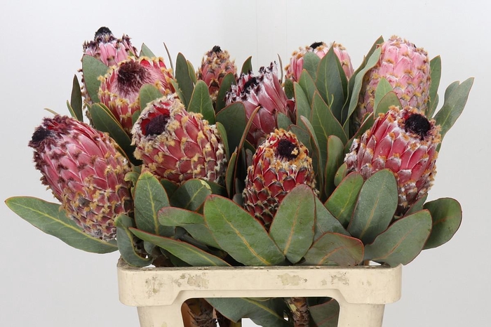 <h4>Protea Barbigera Air</h4>