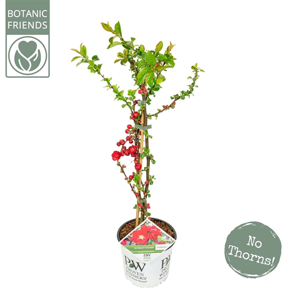 <h4>Chaenomeles s. 'Scarlet Storm'®</h4>