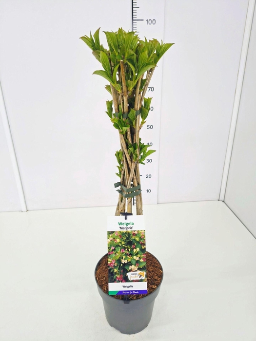 <h4>Weigela overig</h4>