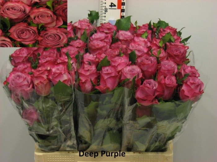 <h4>R GR DEEP PURPLE</h4>