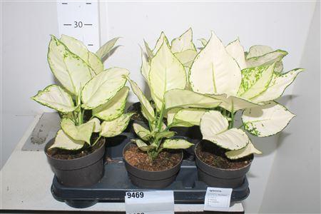 <h4>Aglao White Joy</h4>