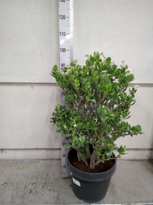 <h4>Crassula ovata</h4>