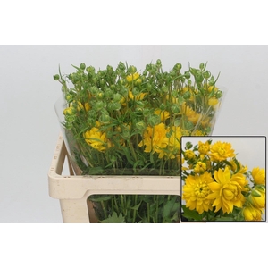 RAN N MODERN PROXIMA