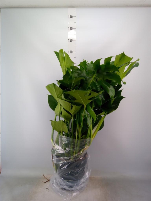 <h4>Monstera delic.</h4>