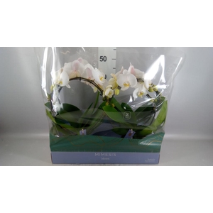 Phalaenopsis   ...white