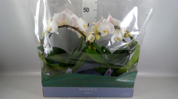 Phalaenopsis   ...white