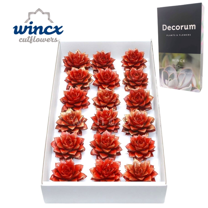 <h4>Echeveria Purpurea Sparkling Paint Red Cutflowers</h4>