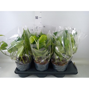 Epipremnum pinn. 'Aureum'