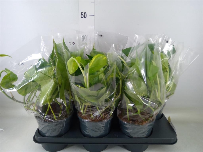 <h4>Epipremnum pinn. 'Aureum'</h4>