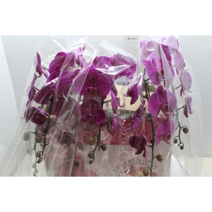 PHALAENOPSIS CASCATA P15 MIN 16 FLS
