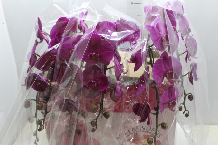 PHALAENOPSIS CASCATA P15 MIN 16 FLS