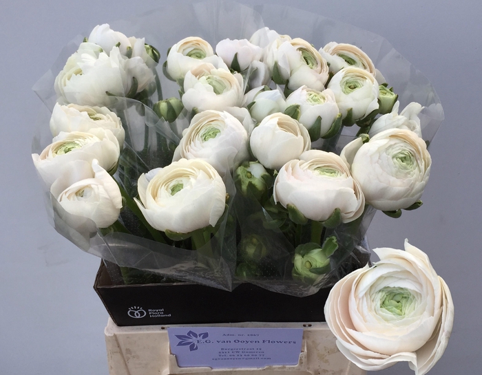 <h4>RAN SU HANOI</h4>