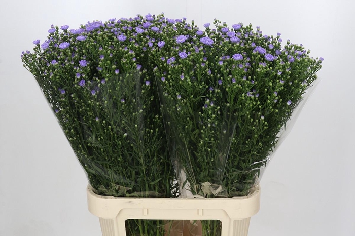 <h4>Aster Cassandra</h4>