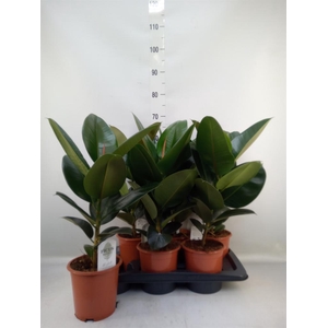 Ficus elastica 'Robusta'