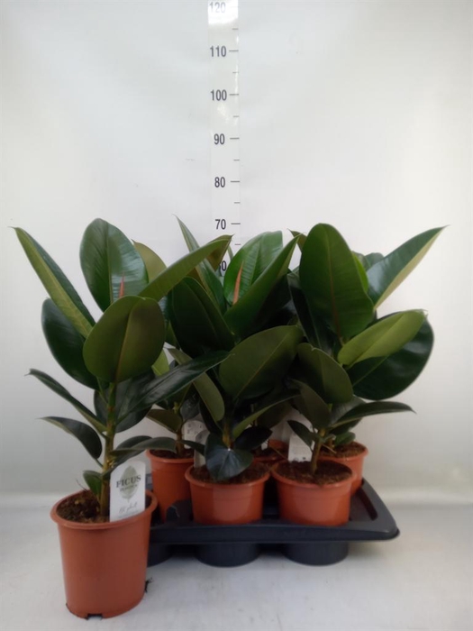 <h4>Ficus elastica 'Robusta'</h4>