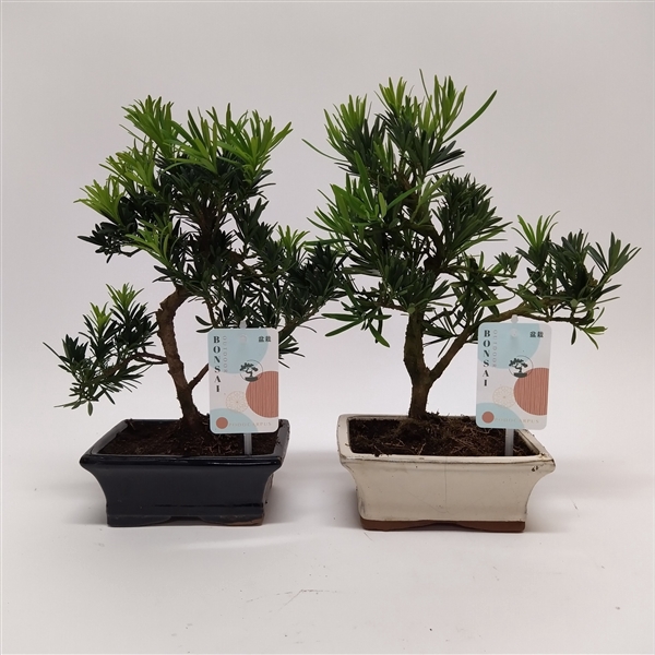 <h4>Podocarpus Outdoor Bonsai 15 cm</h4>