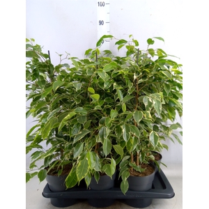 Ficus benja. 'Golden King'