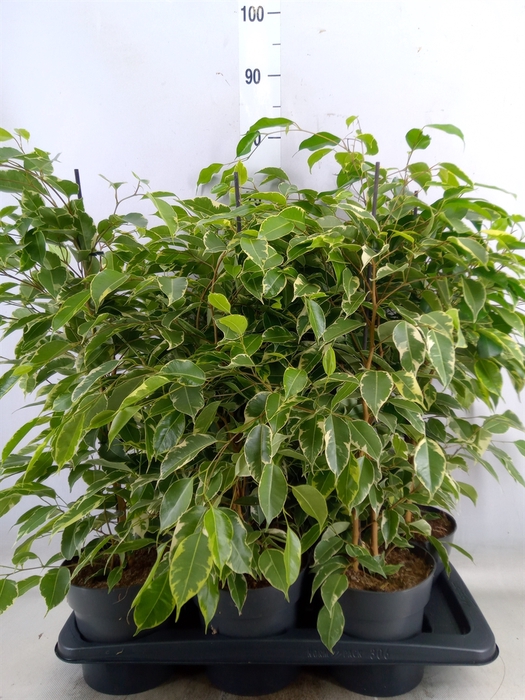 <h4>Ficus benja. 'Golden King'</h4>