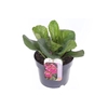 Bergenia cordifolia Eroica