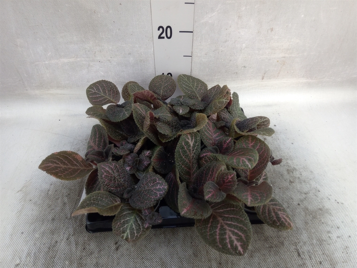 Episcia   ...