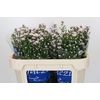 Aster Claudia