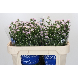 Aster Claudia