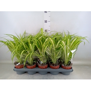 Chlorophytum com. 'Variegatum'