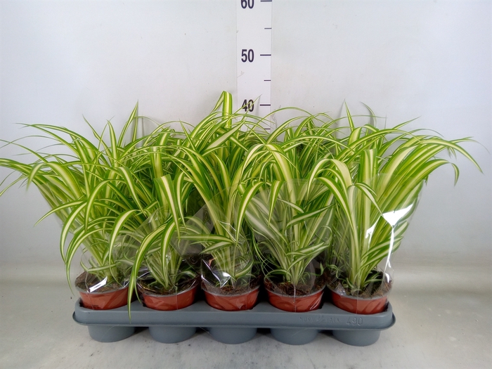 <h4>Chlorophytum com. 'Variegatum'</h4>