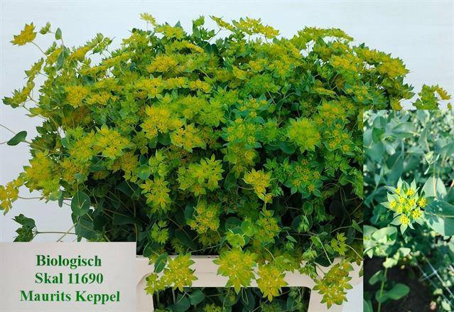BUPLEURUM ROTUNDIFOL NATURE