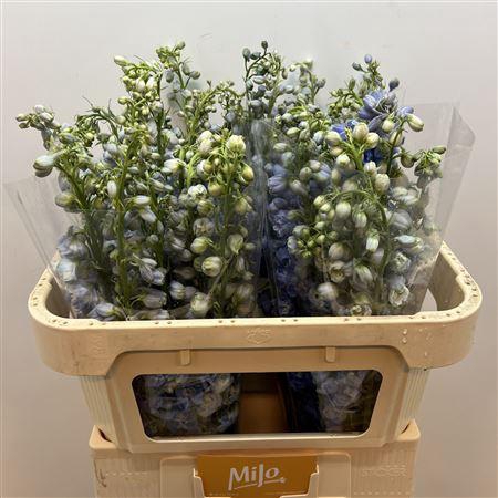 <h4>Delph Du Sky Blue</h4>