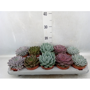 Echeveria   ...mix