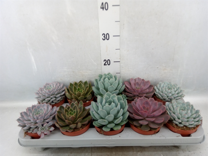 Echeveria   ...mix