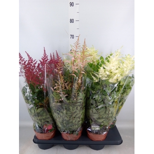 Astilbe   ...mix 3