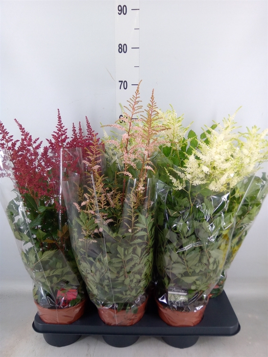 <h4>Astilbe   ...mix 3</h4>