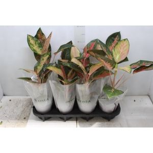 AGLAONEMA LAWAN P12